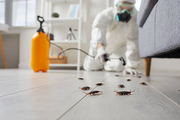 Commercial Kitchen Cockroach Control in Crisfield